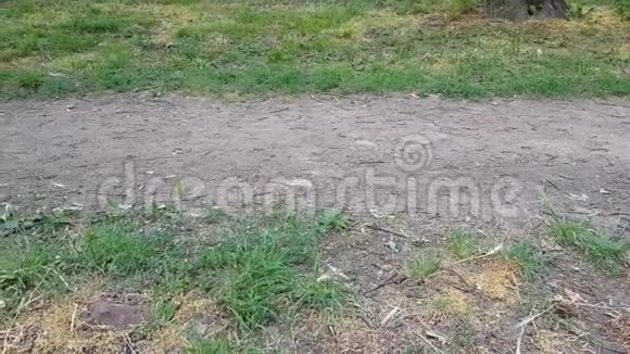 男人遛狗穿过林地视频的预览图