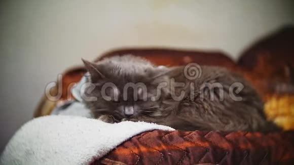 一只灰色的家猫躺在棕色沙发上视频的预览图