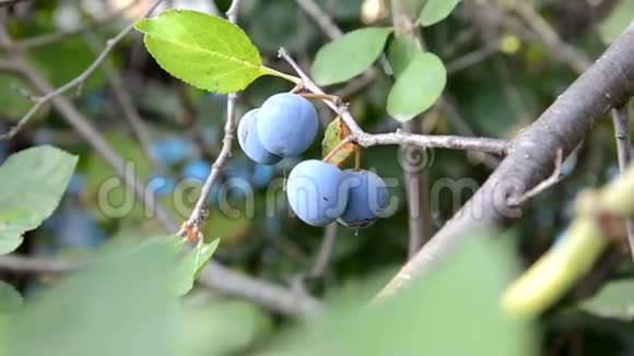 把枝上成熟的梅收起来果园里树枝上的熟梅新鲜有机果实观视频的预览图