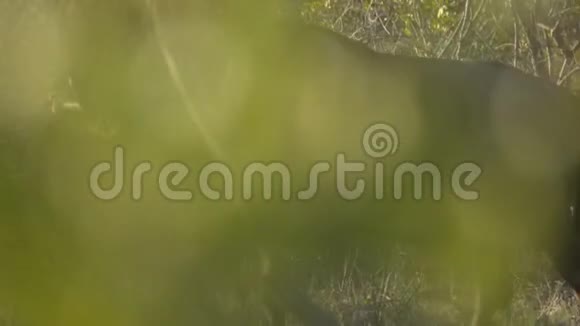 在灌木丛中追踪王尔德贝斯特视频的预览图