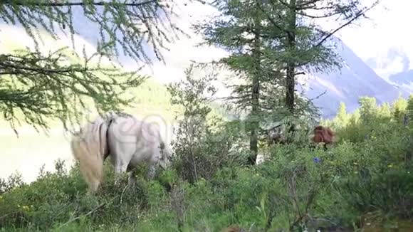 白色和棕色的马吃草视频的预览图