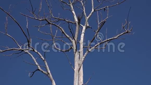 无叶的干树冠衬蓝天视频的预览图