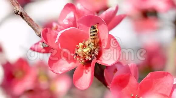 蜜蜂采桃花蜜宏观视频视频的预览图