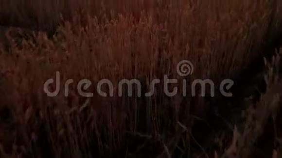 空中录像在金色的夕阳下在田园诗般的高加索自然中靠近广阔的黄色麦田巨大的火焰视频的预览图