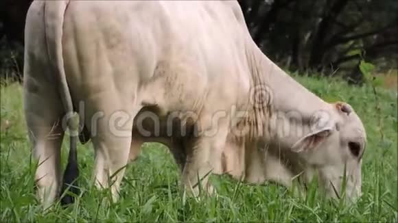 泰国农村绿色草地上美丽的白色泰国本地奶牛饲养录像视频的预览图