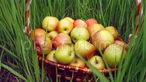 在花园的草地上用大柳条篮子新鲜摘有机苹果收获概念视频的预览图