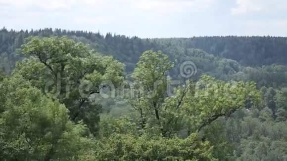 山上的树在风中摇摆视频的预览图