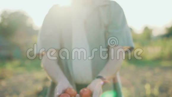 田里老农的画像4K镜头下的西红柿视频的预览图