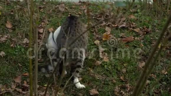 漂亮的灰色条纹猫在院子里玩视频的预览图