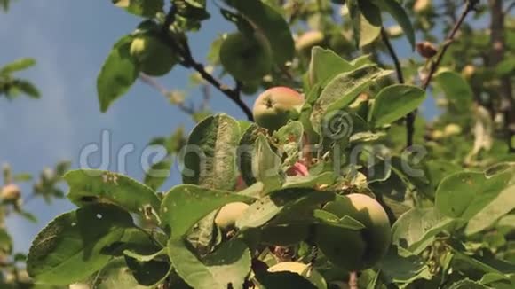 环保苹果绿苹果在树上美丽的苹果在阳光下成熟在树枝上视频的预览图
