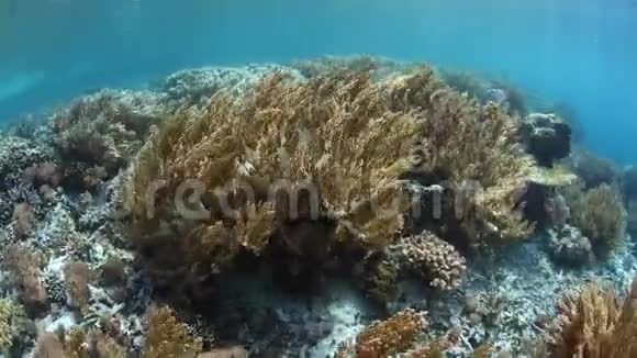 拉贾安帕特浅软珊瑚的光视频的预览图
