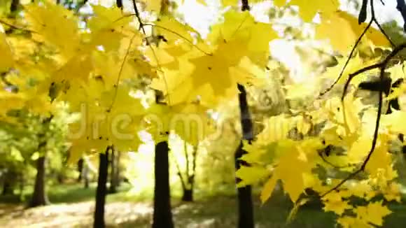 秋天树枝上的黄叶相机动作缓慢视频的预览图