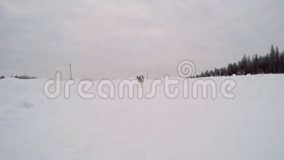 有趣的狗在冬天跑步视频的预览图