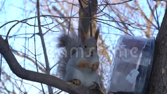一只可爱的灰红色松鼠坐在树桩上在阳光明媚的冬日吃种子视频的预览图
