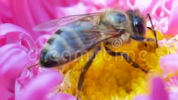 西方蜜蜂采蜜在粉红色的米迦勒玛雏菊上传播花粉视频的预览图