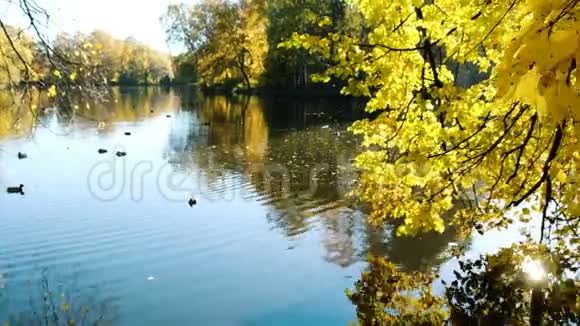 湖中映着黄叶金秋视频的预览图