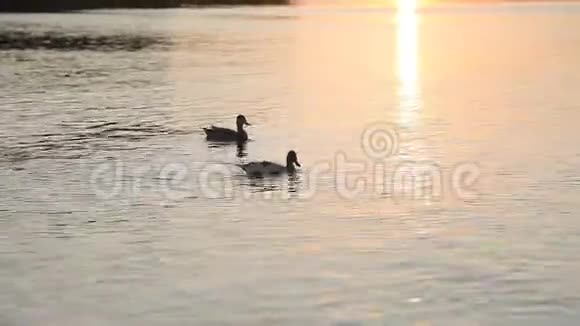 一对鸭子在日落的背景下在水面上游泳视频的预览图