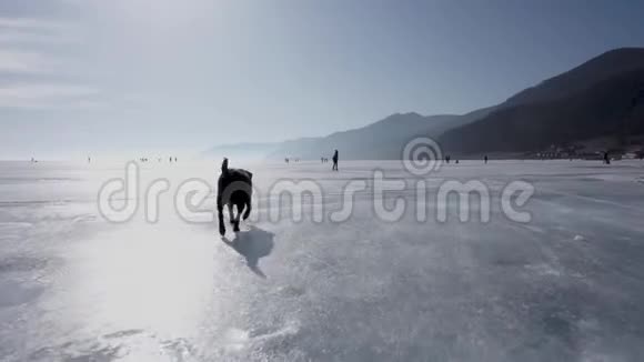 狗跑过湖的冰贝加尔视频的预览图