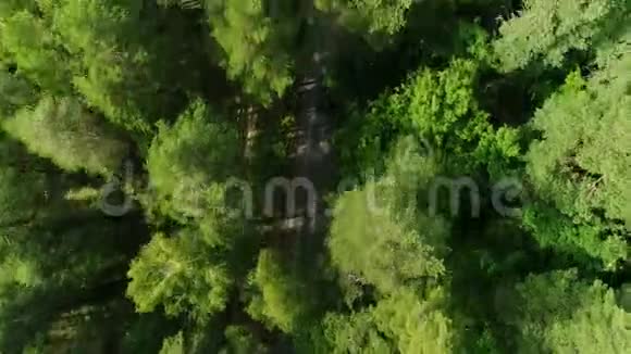 鸟眼飞过树梢露出隐藏在森林黑暗中的道路视频的预览图