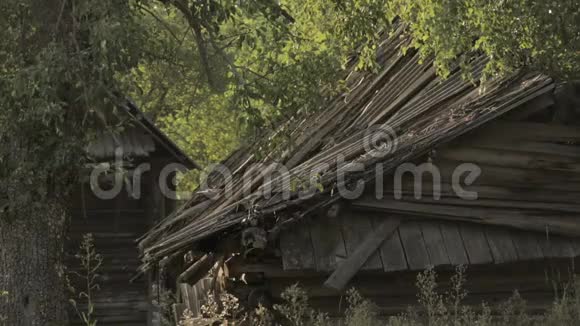 对白俄罗斯村庄旧的被毁废弃木屋的静态观察视频的预览图