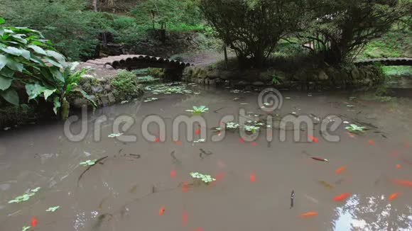 日本式池塘公园里有红色的鲤鱼桥和人行道视频的预览图