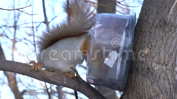一只可爱的灰色红松鼠坐在树桩上在晴朗的冬日吃种子视频的预览图
