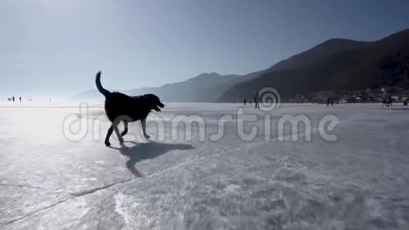 狗跑过湖的冰贝加尔视频的预览图