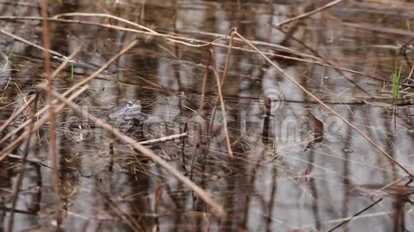 池塘里的青蛙春天视频的预览图