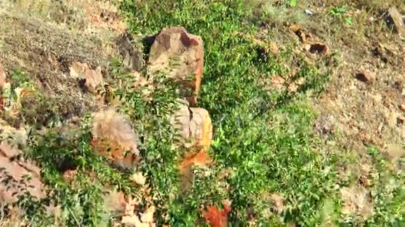 这些植物生长在岩石中视频的预览图