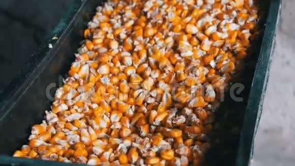许多成熟的黄玉米被谷物磨床吸进去视频的预览图