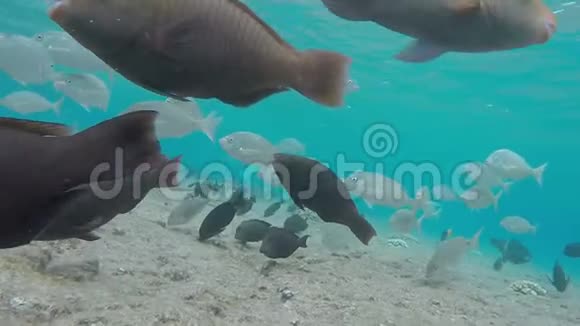 热带鱼在珊瑚礁附近游泳视频的预览图
