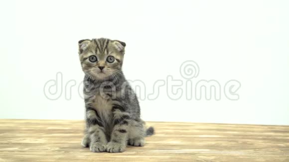 小条纹小猫坐在木地板上舔白色背景视频的预览图