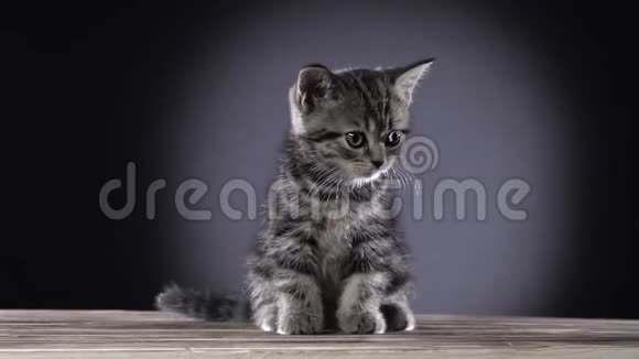 小条纹苏格兰直猫坐在木地板上黑色背景慢动作视频的预览图