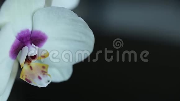 黑色背景上带有滑块的白色兰花宏视频的预览图