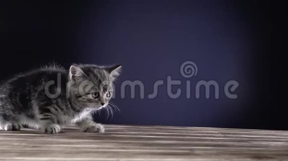条纹小猫苏格兰直牛黑色背景慢动作视频的预览图