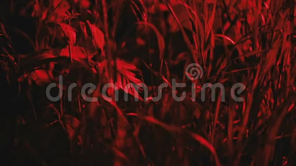 红光中的草视频的预览图