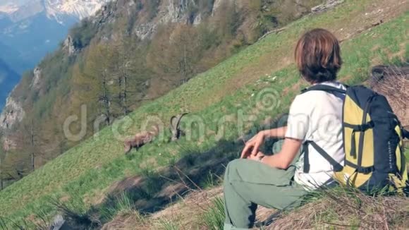 女徒步旅行者看阿尔卑斯山上的野生动物伊比克斯在草山坡上放牧卡普拉伊比克斯有大角春天视频的预览图
