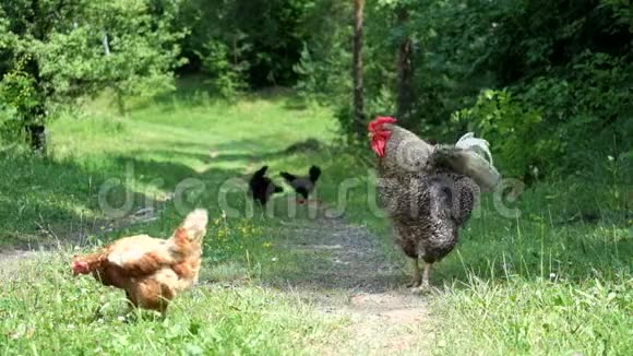 莫特利公鸡和他的后宫走在乡间的路上视频的预览图