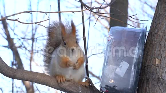 一只可爱的灰红色松鼠坐在树桩上在阳光明媚的冬日吃种子视频的预览图
