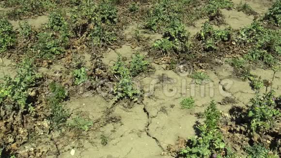 旱獭非常干旱旱田土地上有植物乳蓟水飞蓟旱獭干燥土壤开裂气候视频的预览图