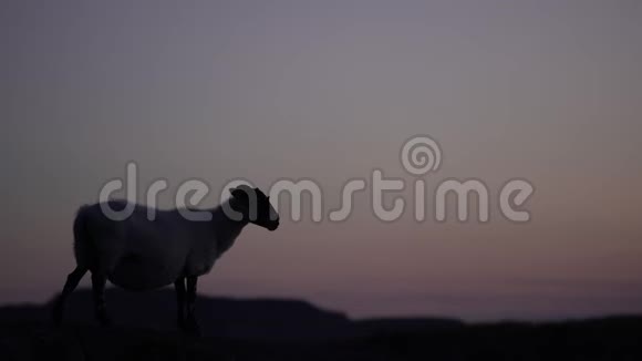 绵羊形状日落苏格兰4K视频的预览图