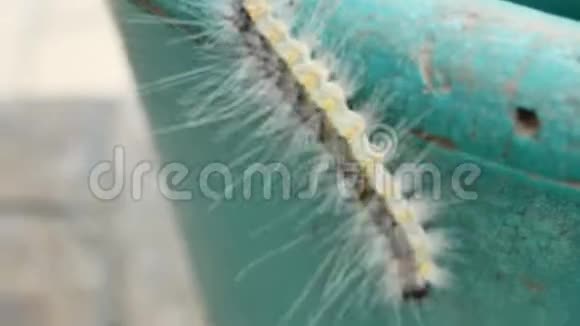 可爱的毛虫在花盆上爬行视频的预览图