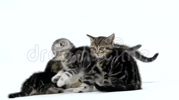 许多苏格兰褶皱和直猫在两边爬行白色背景慢动作视频的预览图