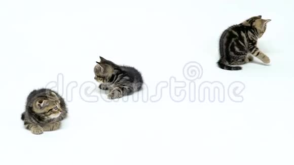 三只小猫在地板上休息白色背景慢动作视频的预览图