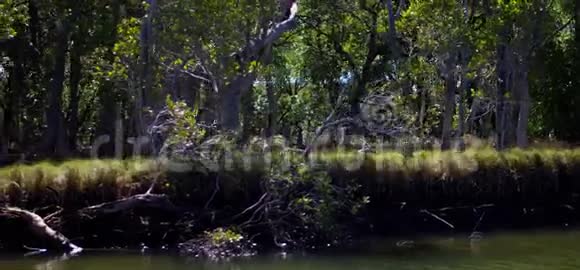 红树林河流边缘的潘视频的预览图