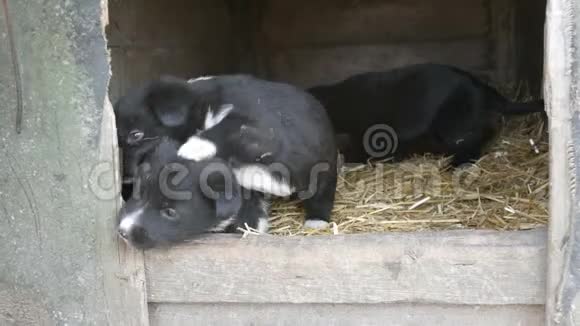 三只可爱有趣的小黑白小狗在狗窝里玩耍四处张望视频的预览图