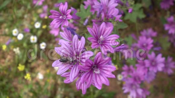 蜜蜂飞走了紫色的浅花视频的预览图