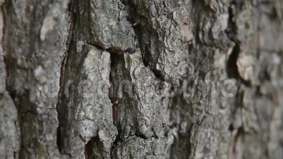 树皮上的蚂蚁视频的预览图
