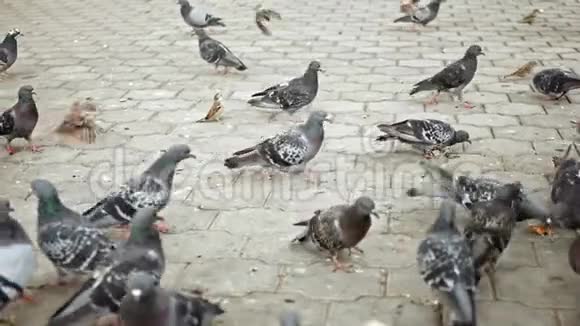 许多鸽子和麻雀为食物而战视频的预览图