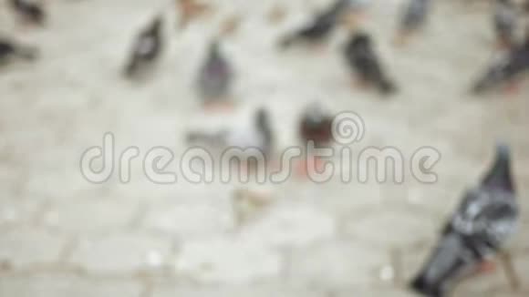 麻雀和鸽子在人行道上觅食视频的预览图